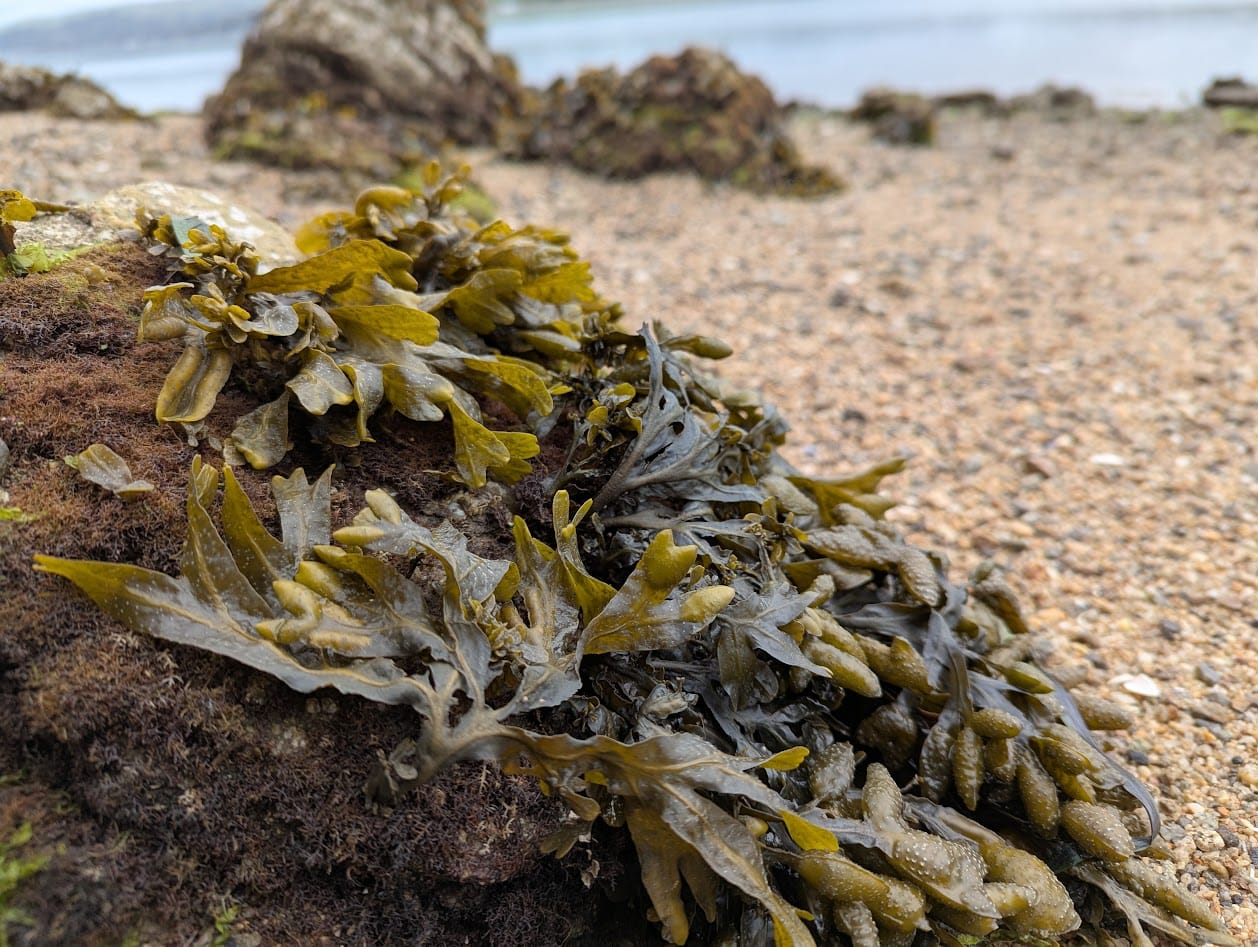 seaweed on a rock on a beach