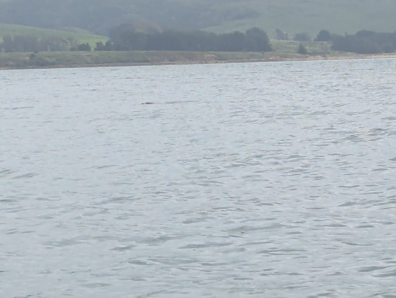 water with the faint line of a seal swimming in the background