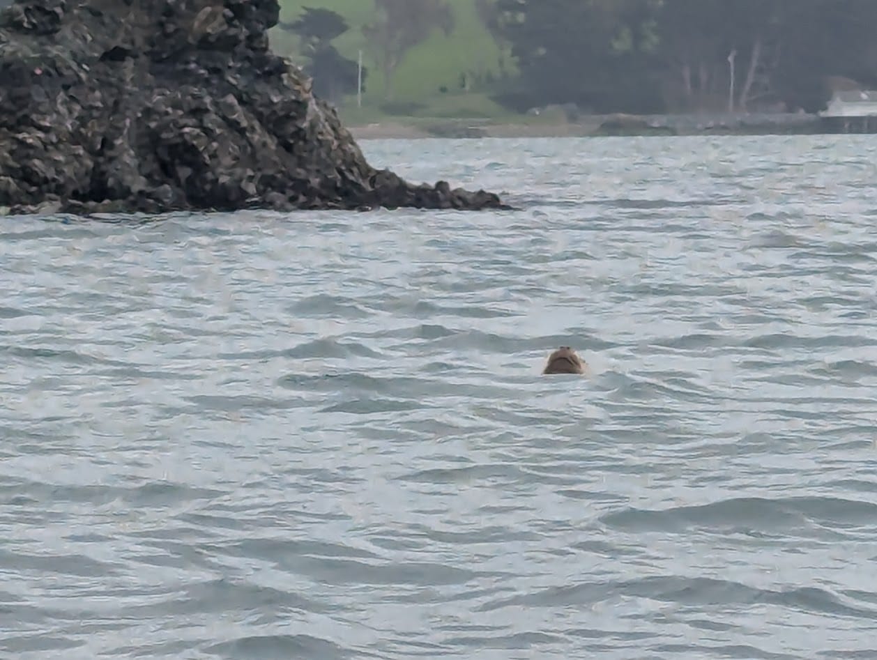 the upturned head of a seal popping out of the water, looking up its nostrils and into its downturned mouth