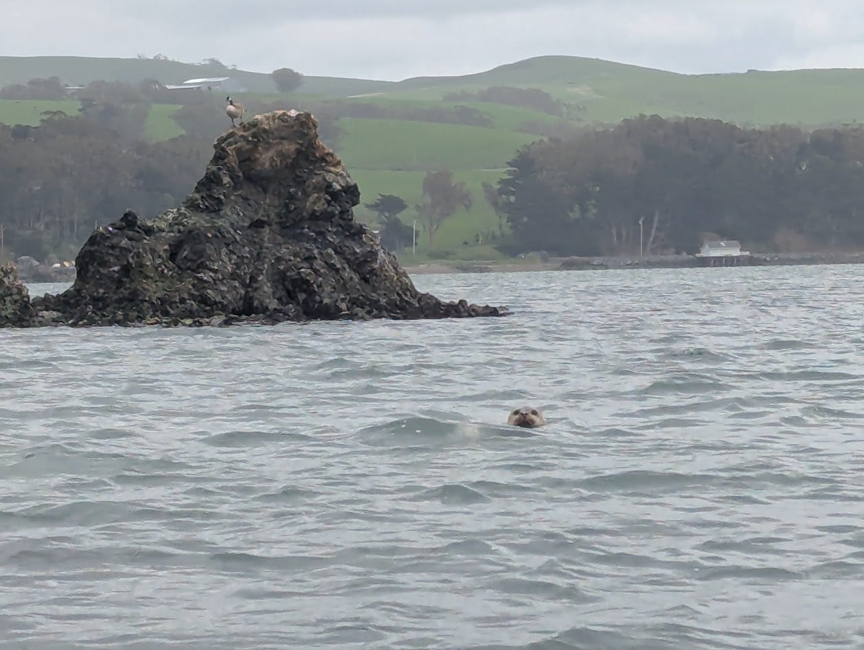 a goose on a rock, and the head of a seal popping out of the water to stare at you