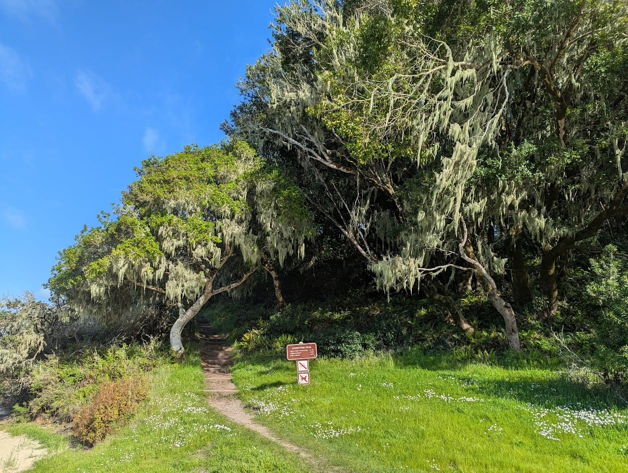 trail leading up a small, green hill into a grove of beard lichen-covered trees