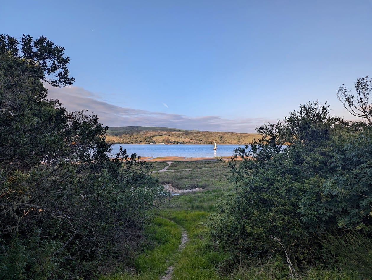 view through trees at Tomales Bay, at golden hour. a sailboat.