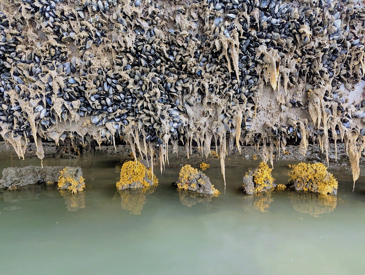 structure completely covered in mussels, along with some kind of seaweed. below, in the water, some lumps are covered in a yellow sponge. It is shaped kind of like a coral fungus