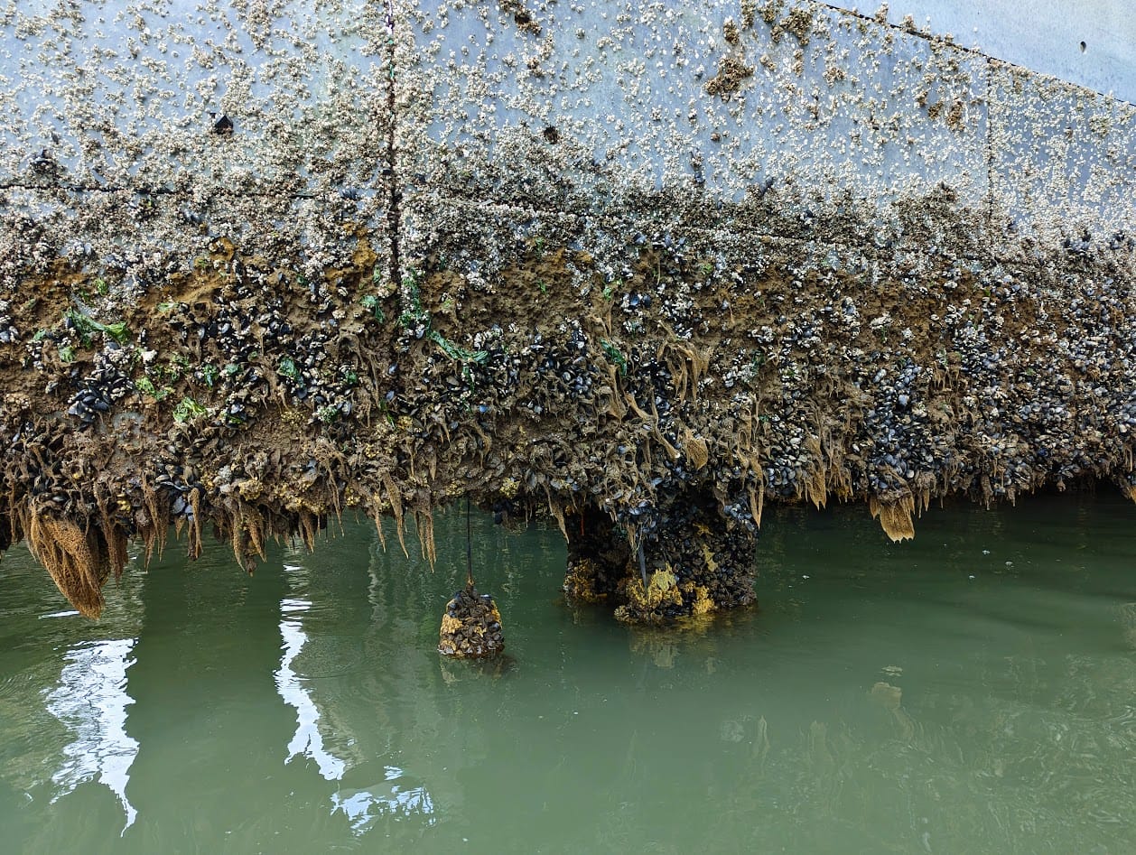 another view of the structure. there's a rope or chain hanging down, which has a ball of mussels at the bottom