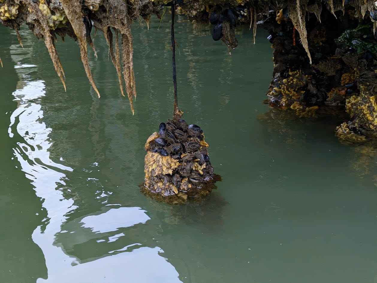 a ball of mussels, sponges, and seaweed suspended from a metal cable