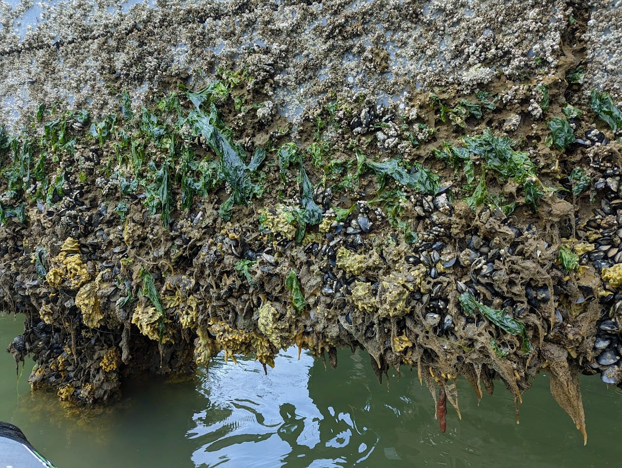 structure covered in mussels, sponges, barnacles, and seaweed