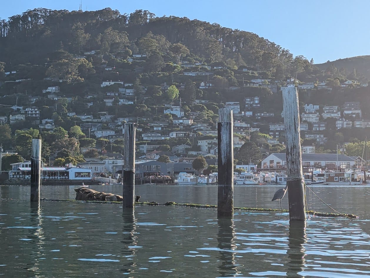 4 wood posts in the water, a great blue heron, and a rock? covered in seals