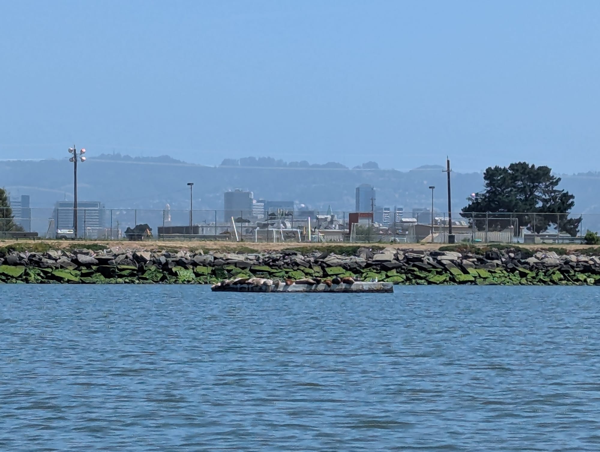seals hauled out on a floating dock, all in a row