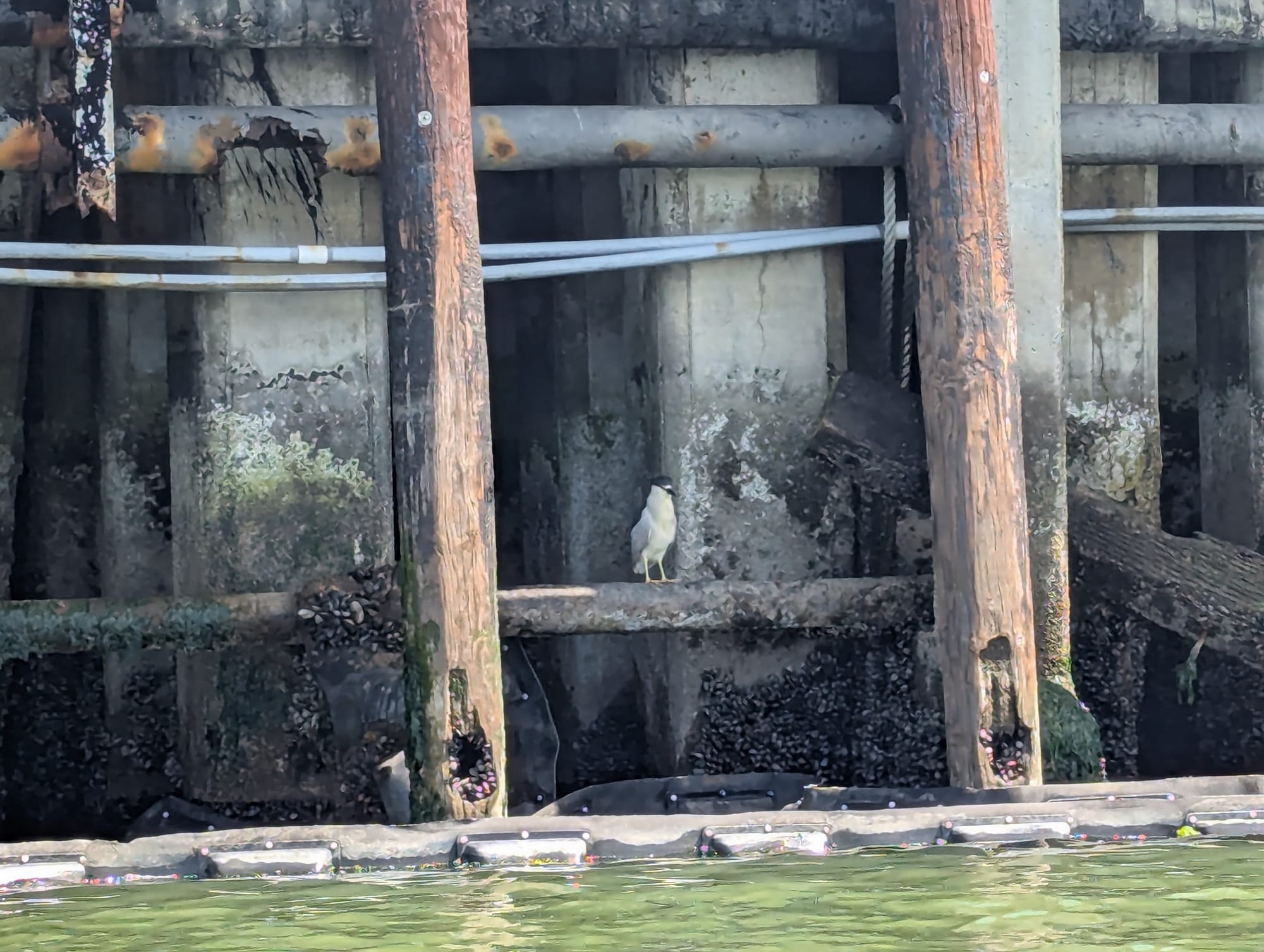 night heron standing on a pipe below a pier