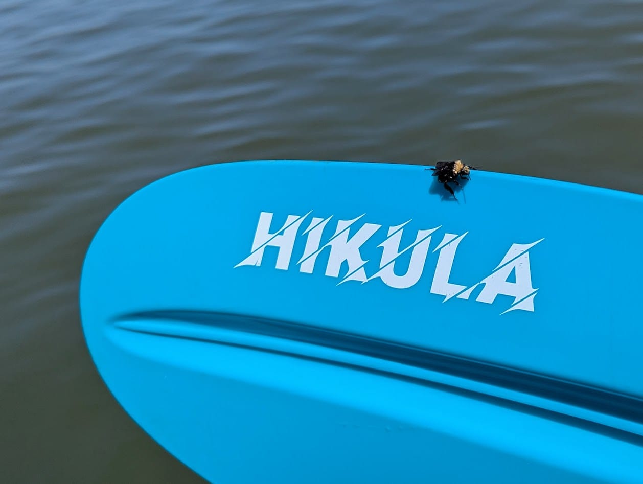 soggy bee on a paddle