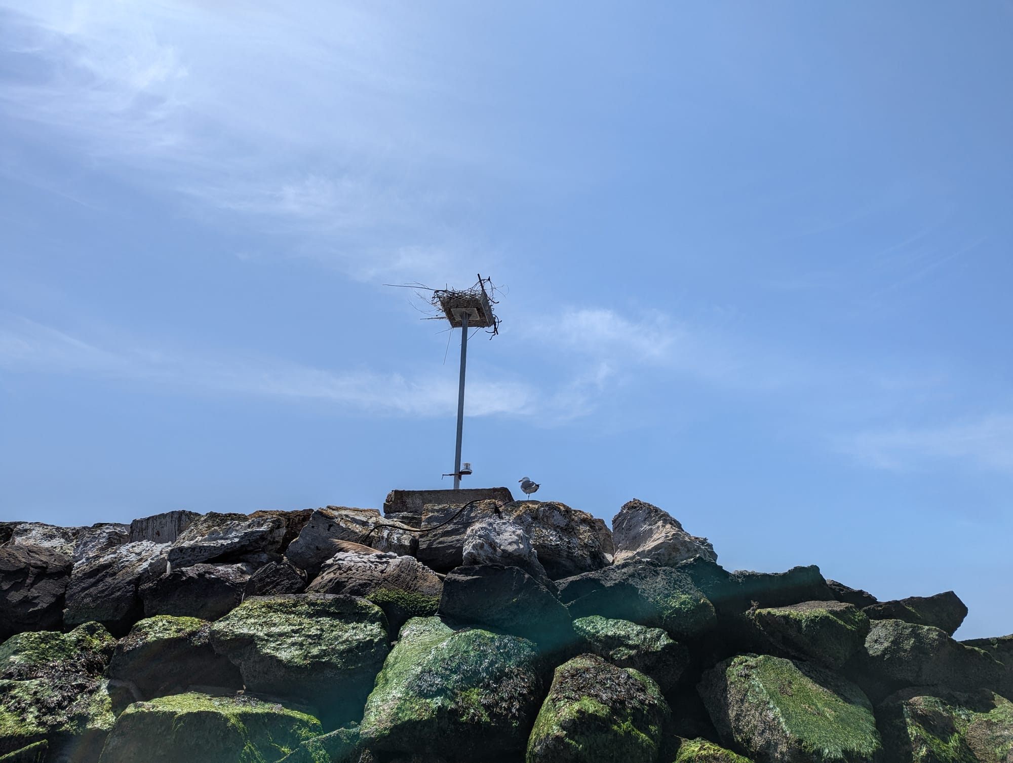 a gull on a pile of rocks, and a pole with some kind of large bird's nest on top.