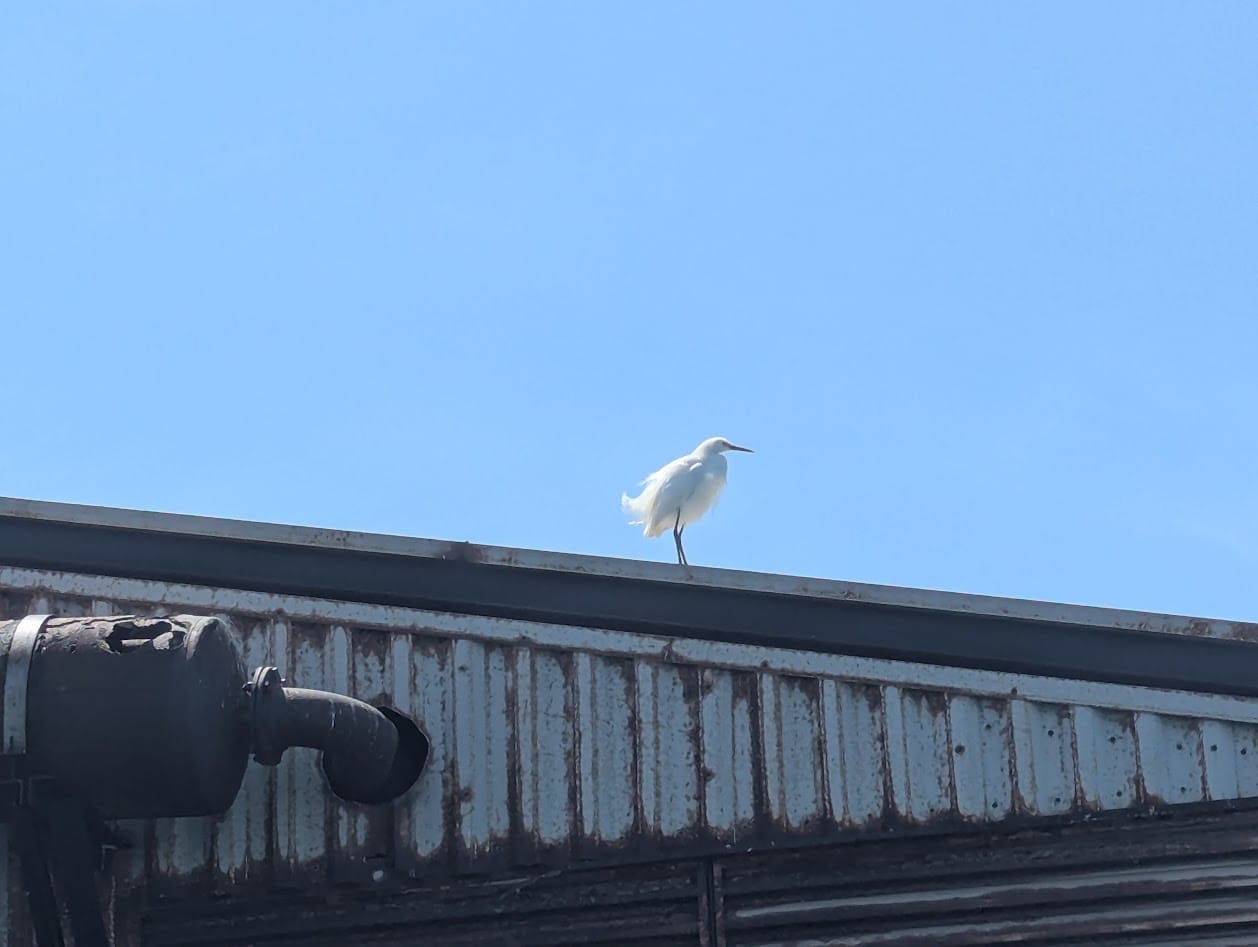 snowy egret on a windy rooftop