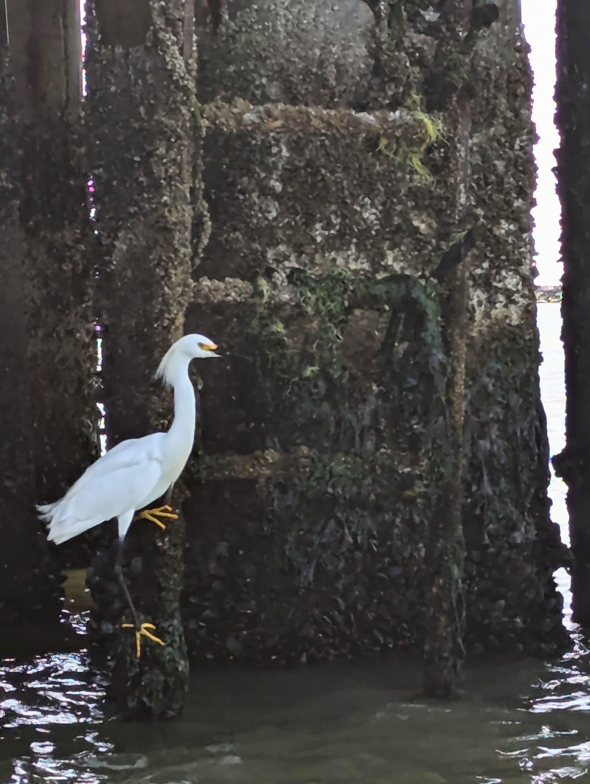 snowy egret standing on a crusty ladder, holding onto it with its bright yellow feet