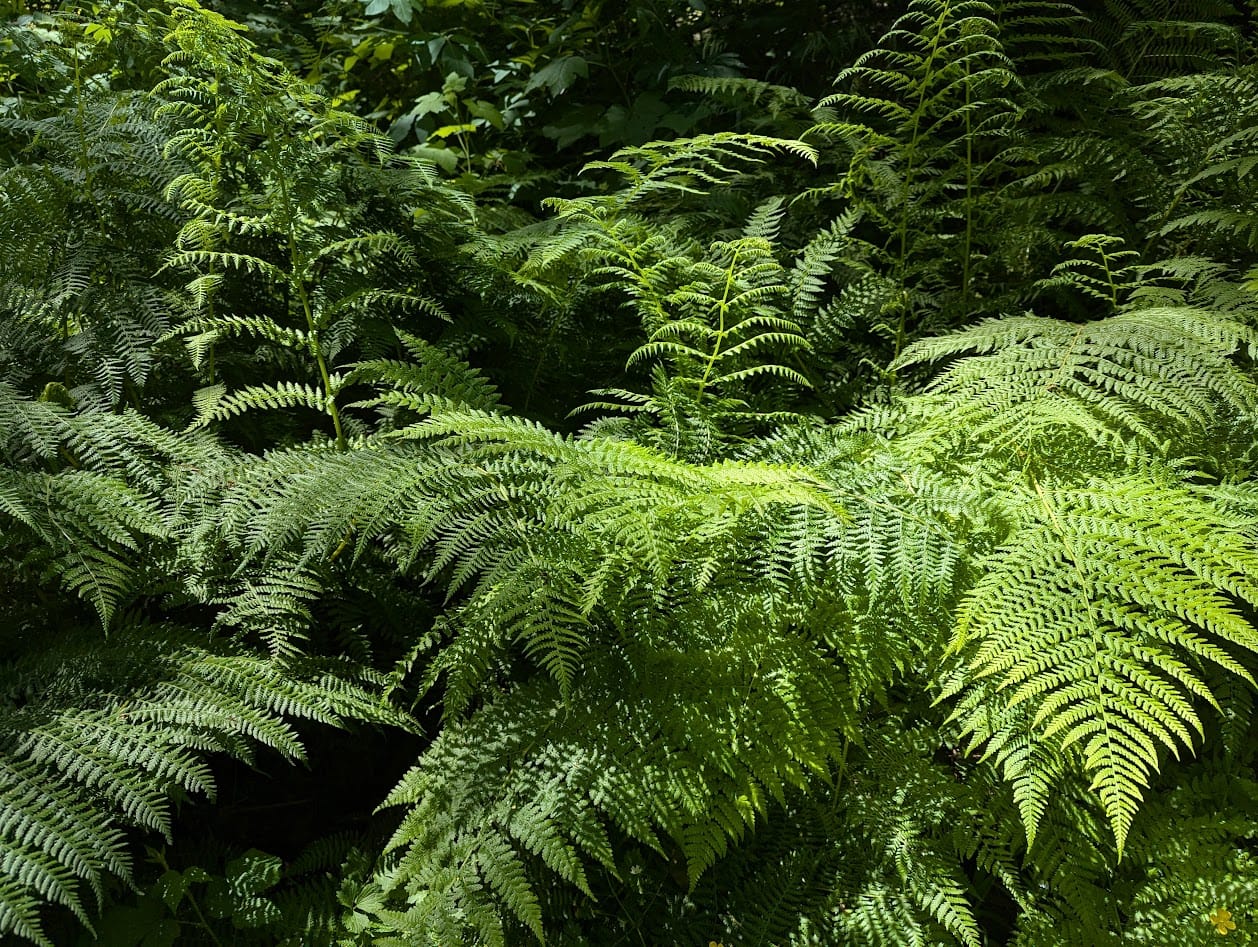 large, lacy ferns glowing in the sun