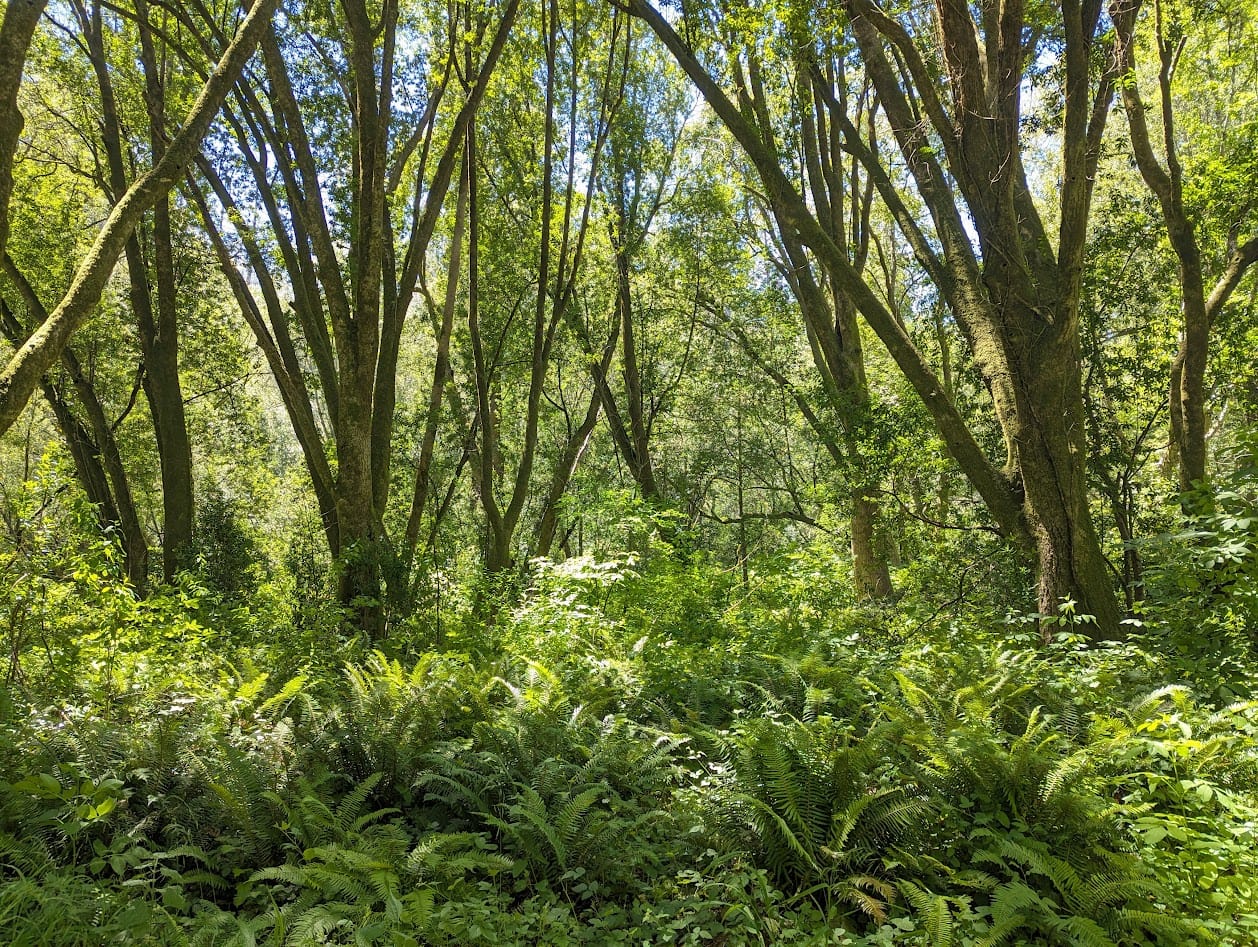 trees and an understory completely full of ferns