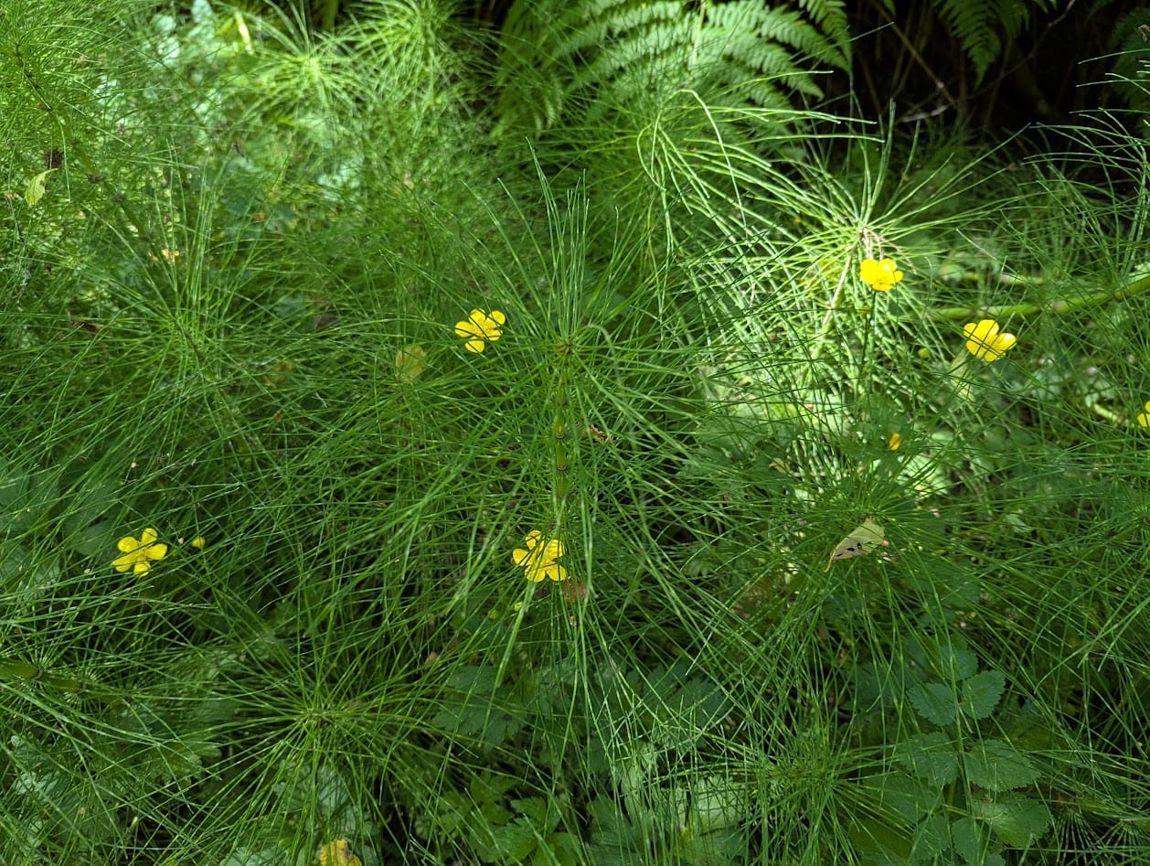 horsetails and buttercups