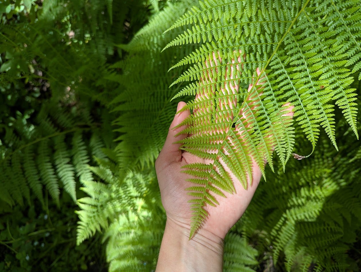 a fern over my hand, showing the small, intricate fronds