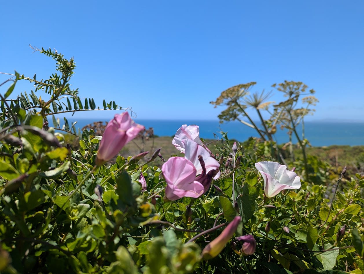 morning glories overlooking the ocean