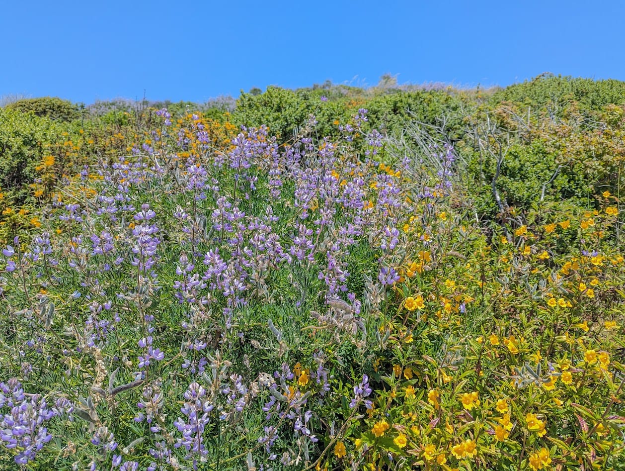 hill covered in purple lupine and orange sticky monkey flower