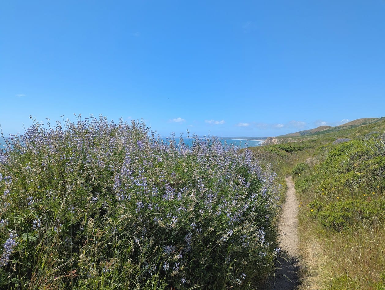 a lupine bush and a thin dirt path overlooking the coast