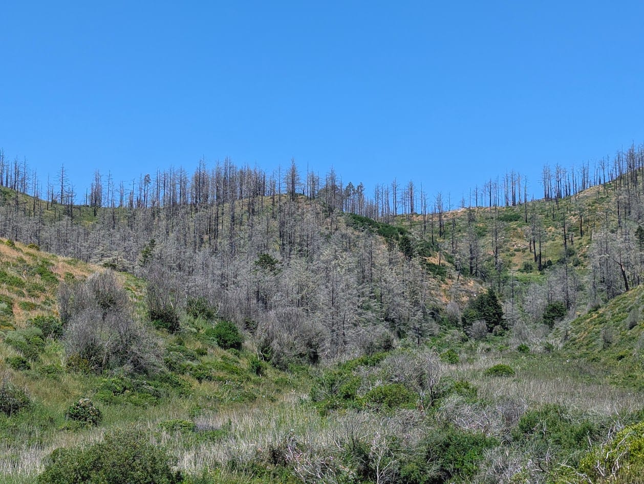 scrub-covered hillside, full of burned trees