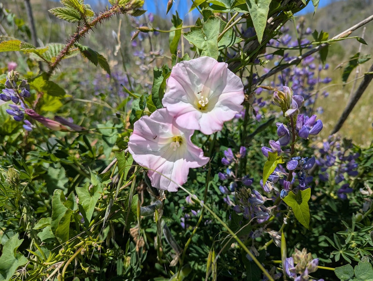 pale pink morning glories and purple lupine