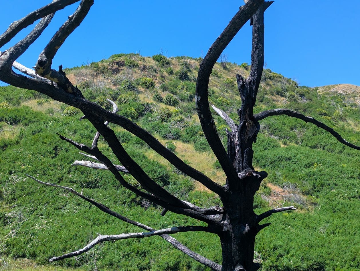blackened tree in front of a bright green hillside