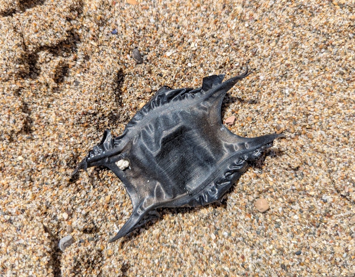 black h-shaped leathery looking object on the sand. it has frilly looking bits on the sides, and 4 points