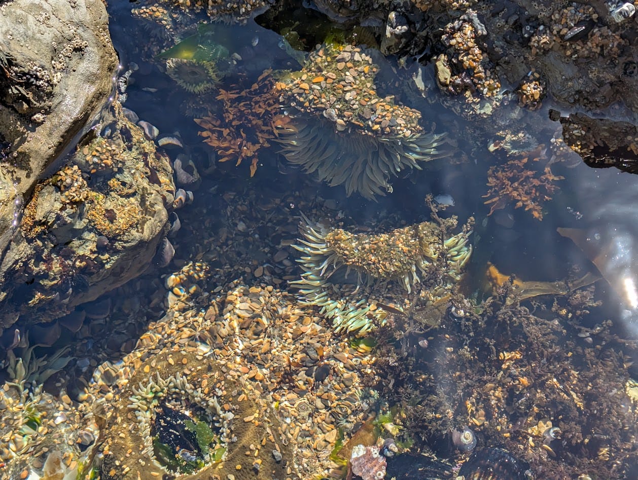 shimmering blue-green sea anemones in a tidepool