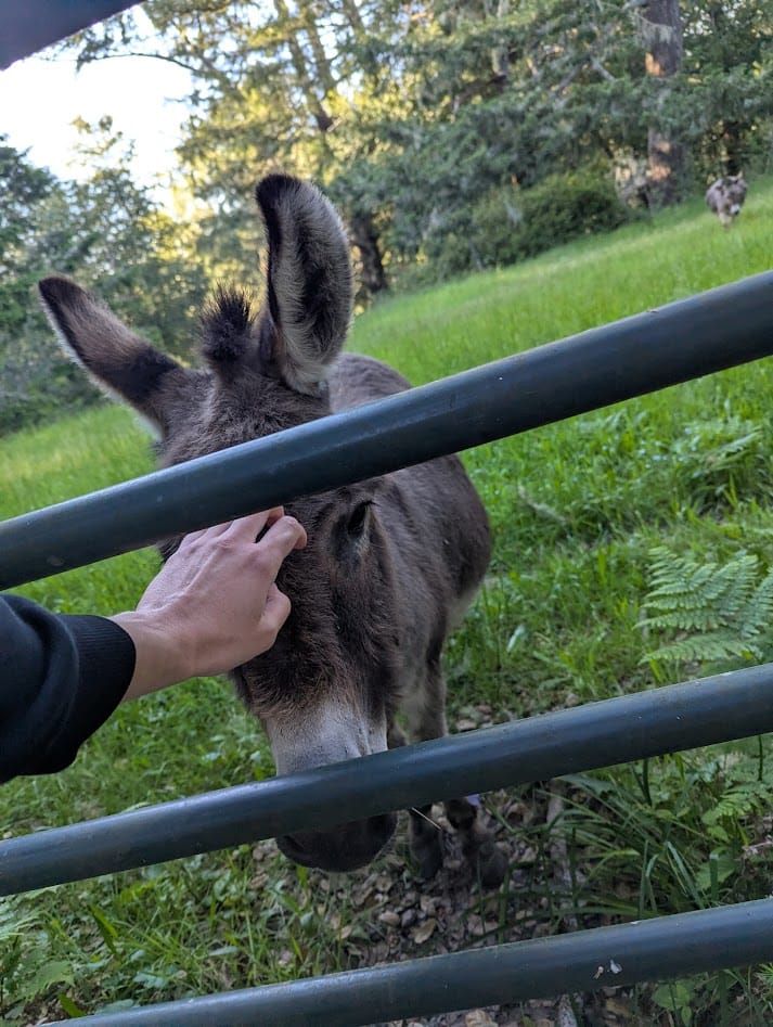 me petting a donkey, with another one approaching