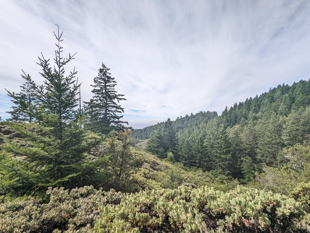 hills covered in evergreen trees
