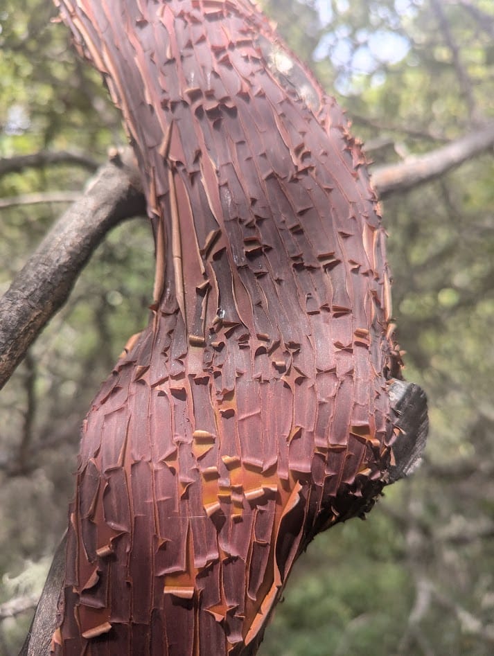 the peeling red bark of a manzanita tree
