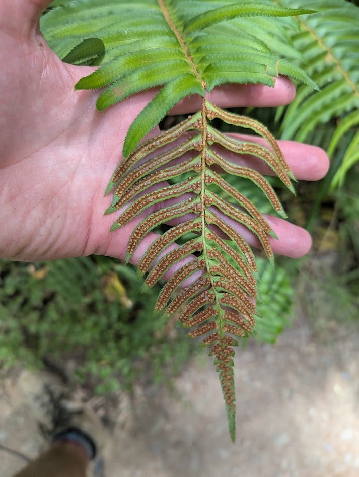 sword fern with the tip broken off, showing spores under the leaves