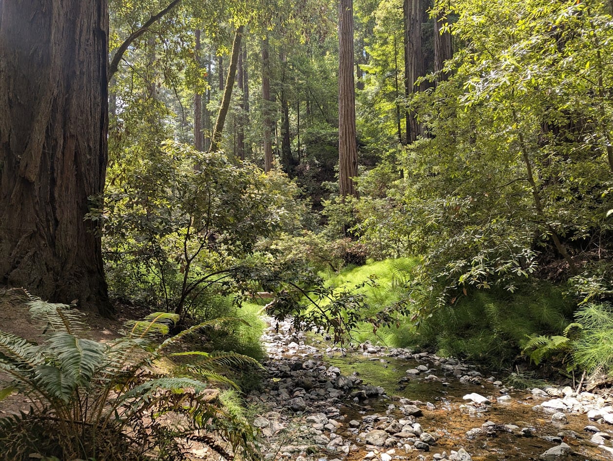 a creek through redwoods, with the banks covered in glowing horsetails