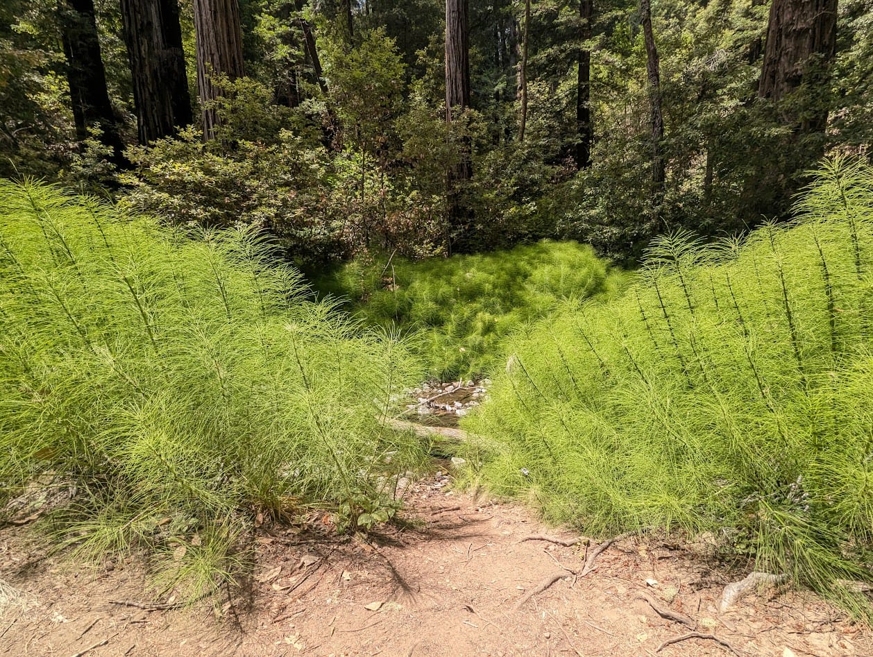 glowing green horsetails on the banks of a creek. they look like bottle brushes kind of