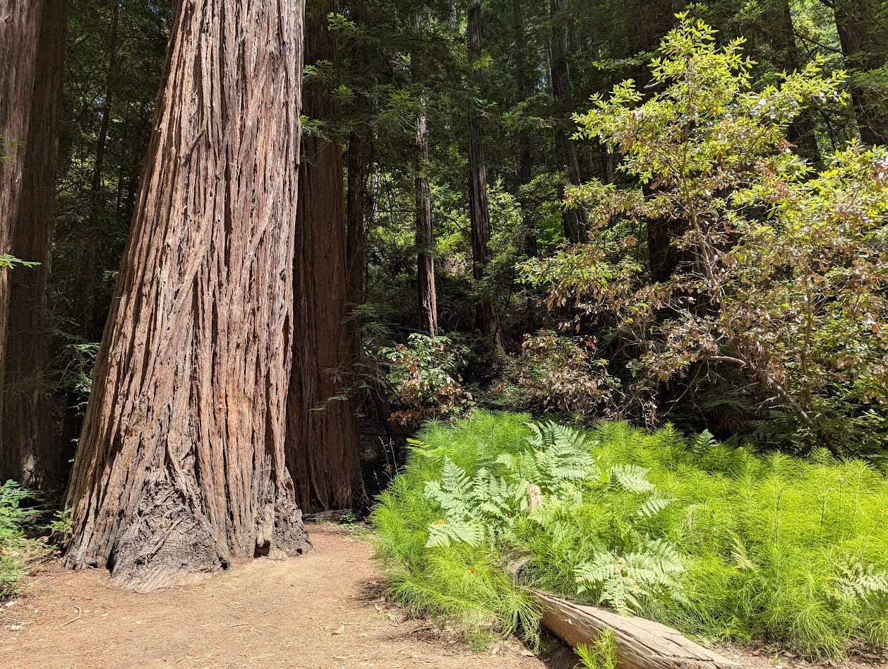 horsetails and ferns growing at the base of a massive redwood