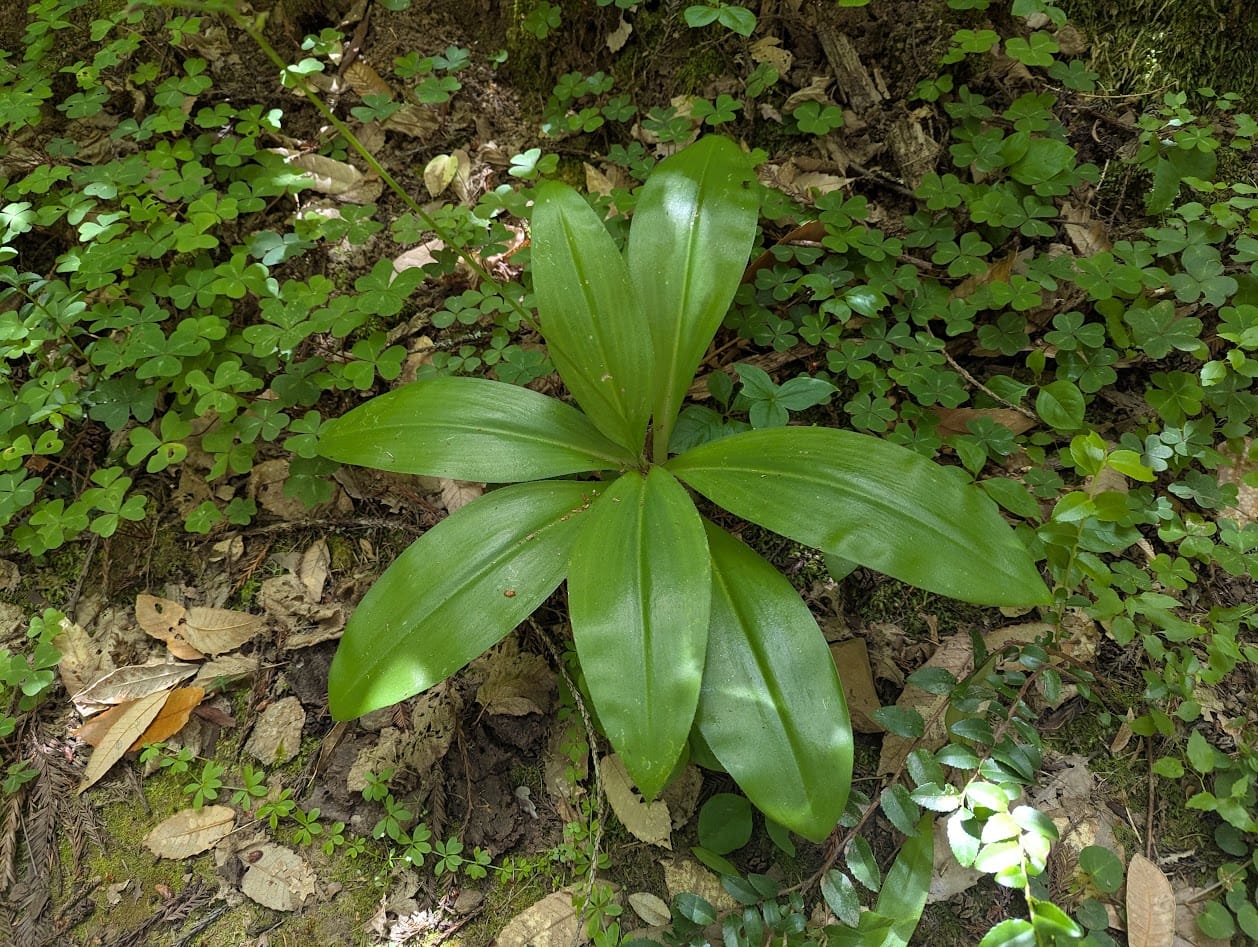 big green leaves grow in a patch of redwood sorrel