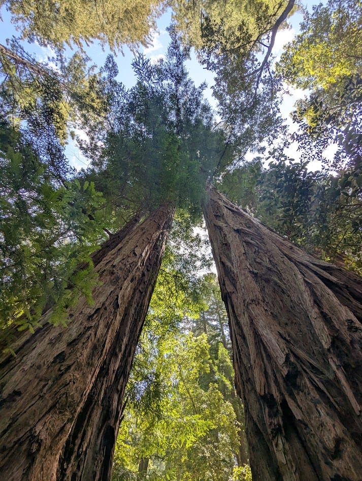 looking up at 2 massive redwood trees