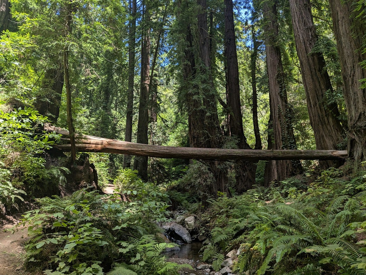 redwoods, a carpet of ferns, and a fallen tree