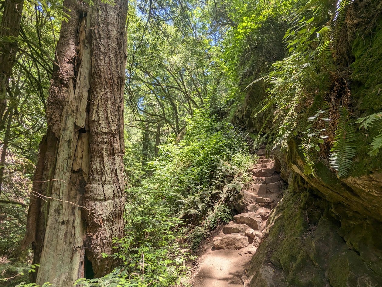 rocky steps climb a steep hill in the forest