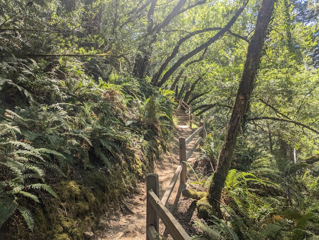 a winding trail through ferns and trees