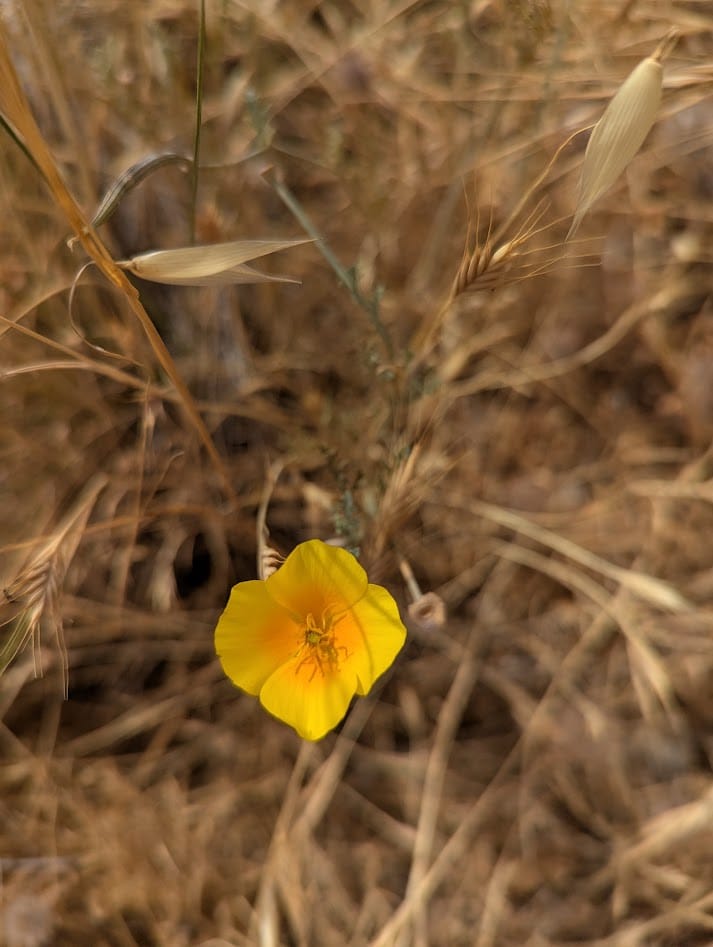 a late-season california poppy