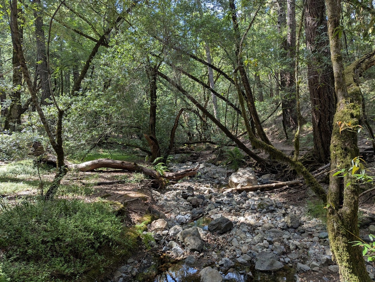 a creek in the woods