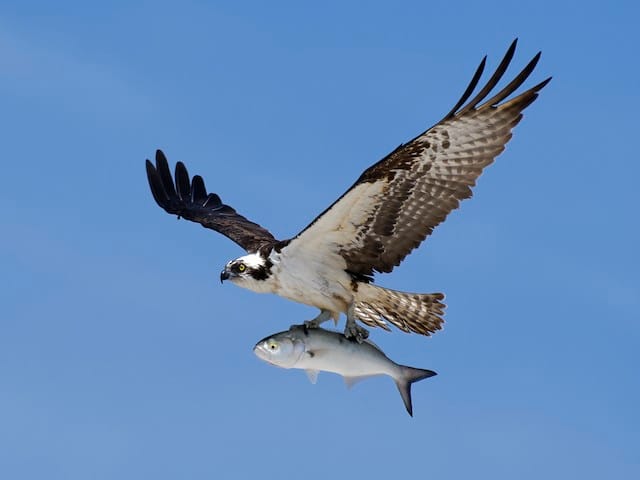 osprey flying holding a fish the length of its body. the osprey has its feet offset to hold the fish facing forward for aerodynamics probably