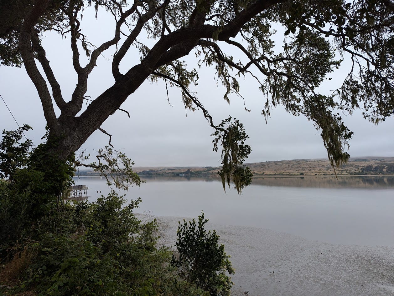 lichen-covered tree branch framing a body of water. the sky and water are beautifully grey