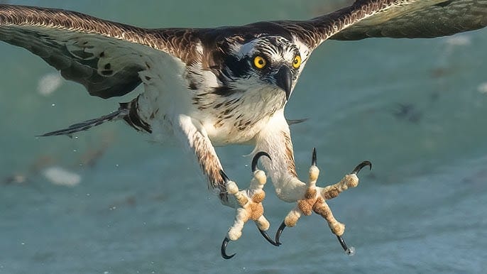 osprey flying low over water, with huge, sharp, yellow eyes and two giant grappling-hook-style feet outstretched going in for the kill
