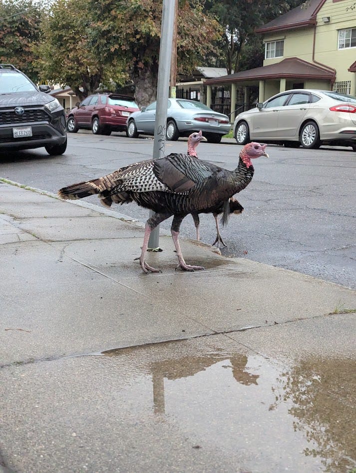 two huge wild turkeys on a residential sidewalk