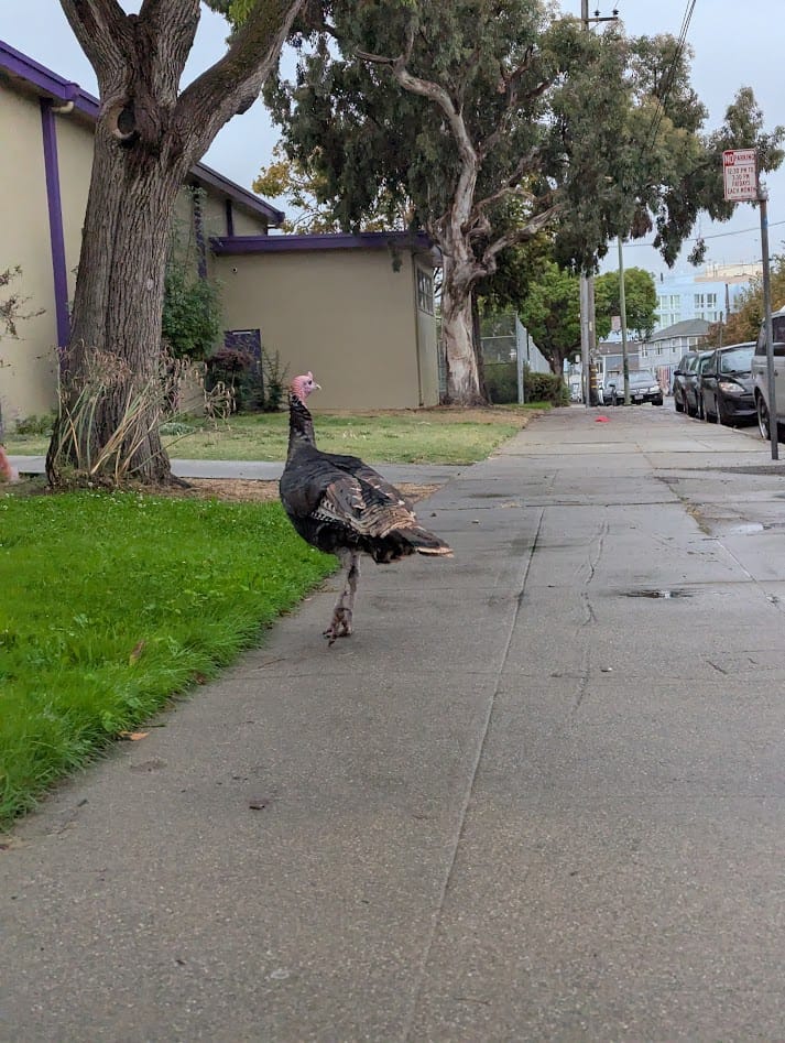 a third, massive turkey