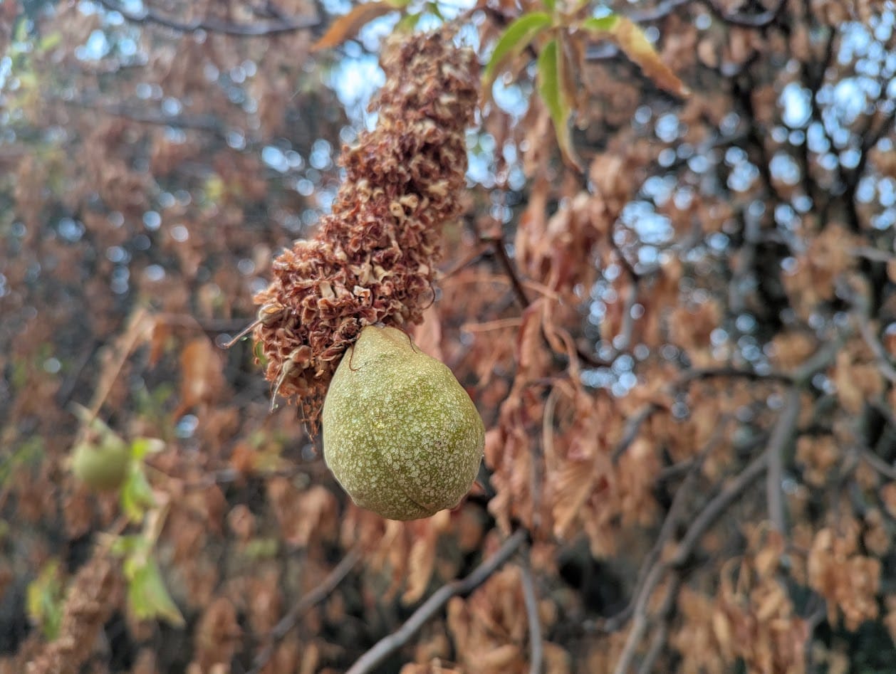green buckeye on a branch, looks like a pear
