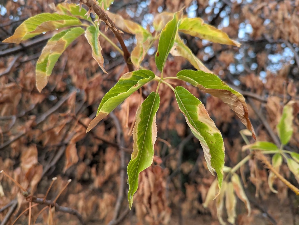 green buckeye leaves turning brown